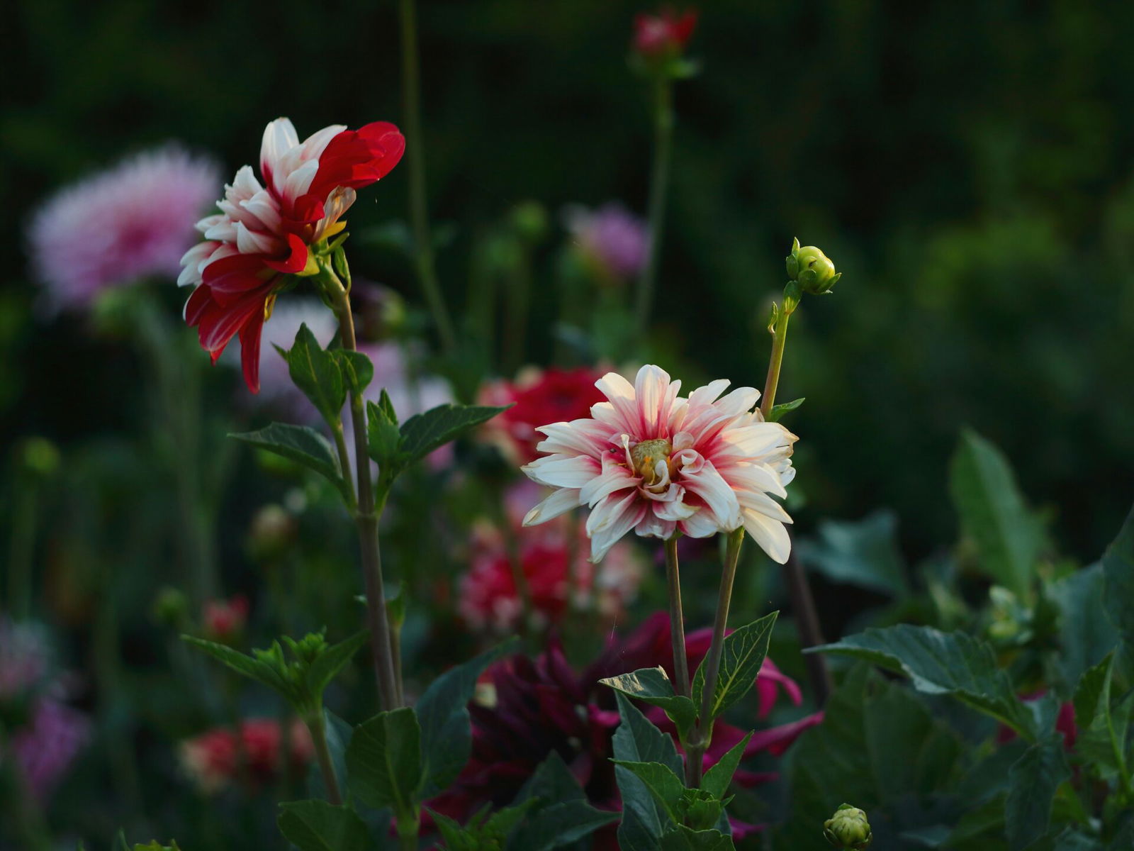 Flower garden